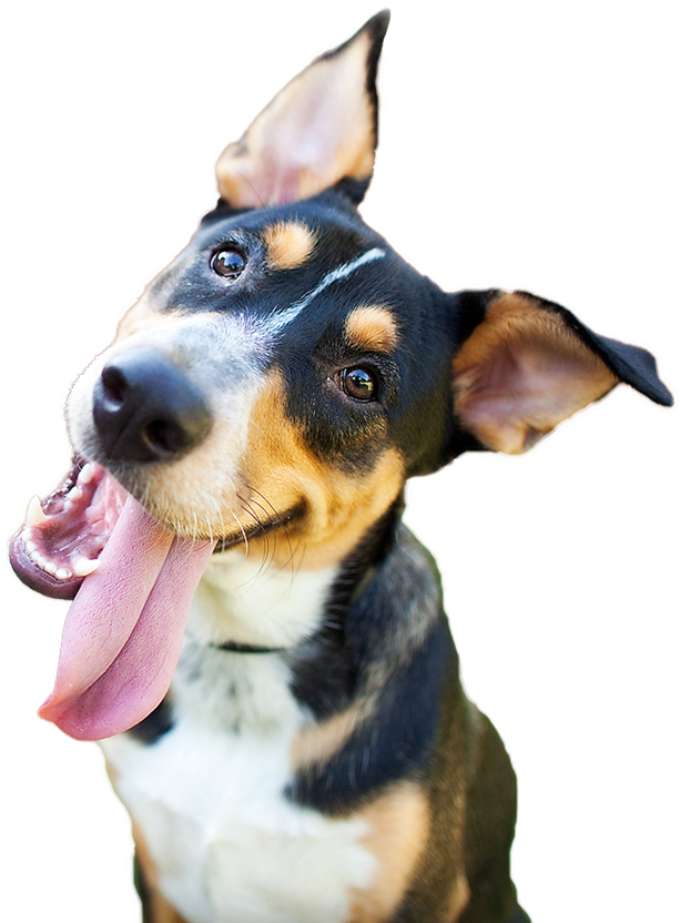 Happy Dog Png - Dog Christmas Wishes Christmas Card | Christmas Cards (622x831), Png Download