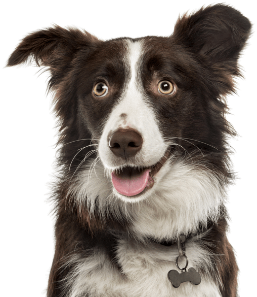 Border Collie - Dog Catches Something (565x585), Png Download
