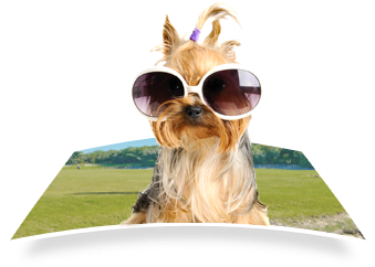 Towel Dog Wearing Sunglasses - Harukokoro Adjustable Dog Cat Pet Tie Necktie Wear (472x257), Png Download