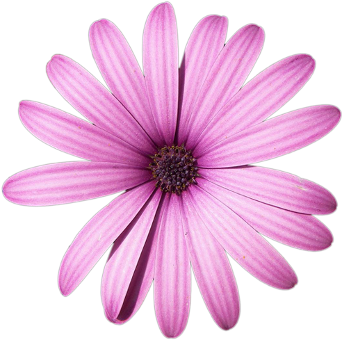 Daisy Purple Png High-quality Image - Light Purple Flower Png (500x488), Png Download