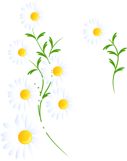 Report Abuse - White Daisies Clipart Png (478x600), Png Download