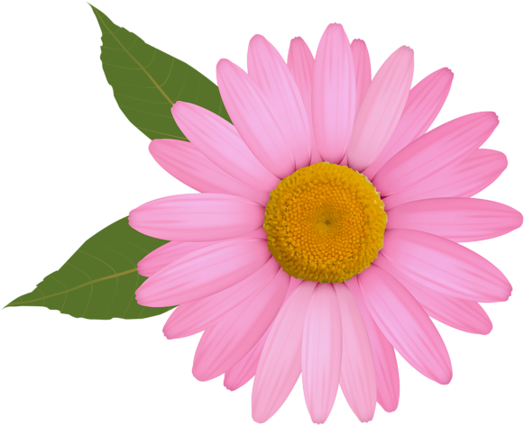 Flower (600x494), Png Download