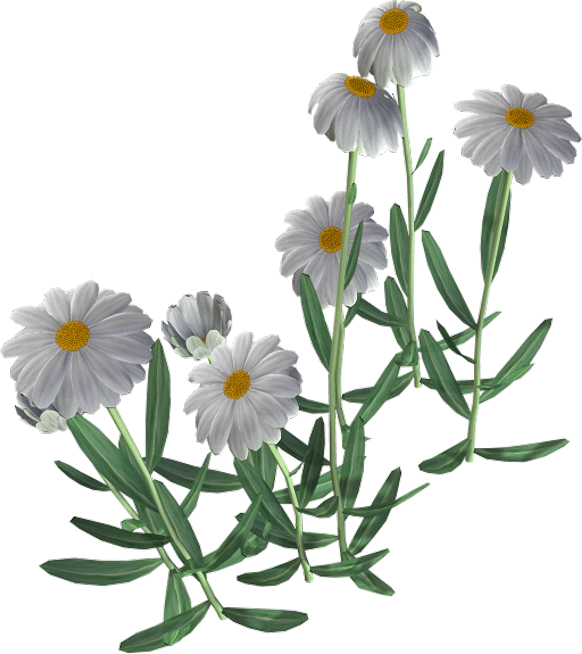 Beautiful Camomile Flower Png - Flor Manzanilla (582x654), Png Download