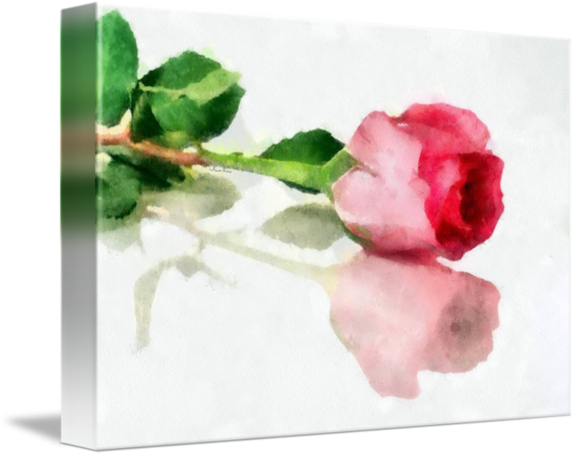 A Rose Is A Rose By Brush & Lens Print - Rose (650x513), Png Download