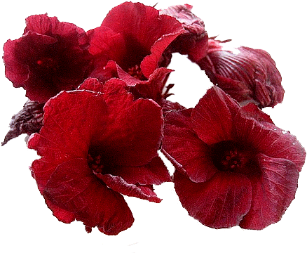 Hibiscus Tea Png Banner Freeuse Library - Hibiscus Tea Flower (500x375), Png Download