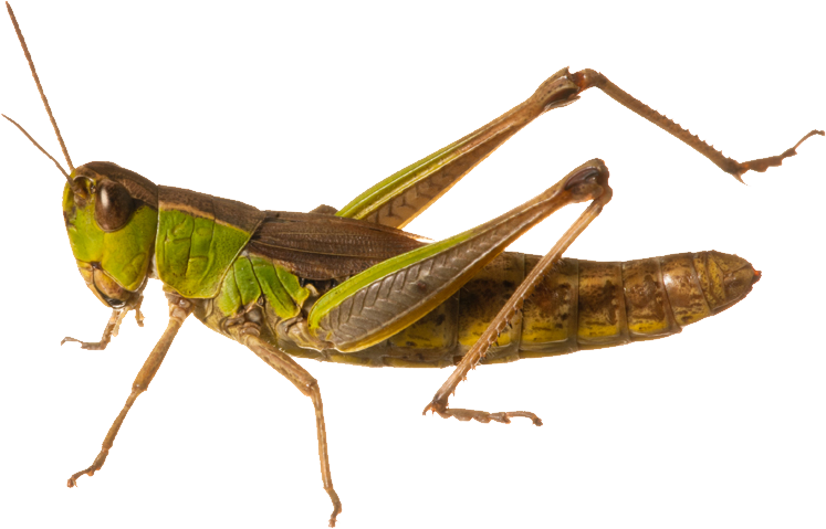 Grasshopper Png (747x479), Png Download