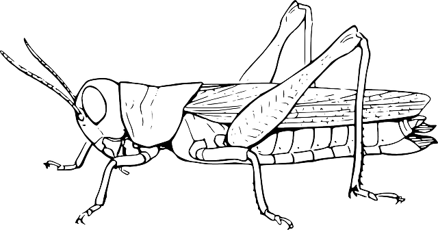 Grasshopper, Locust, Hopper, Animal, Insect, Nature - Grasshopper Black And White (640x336), Png Download