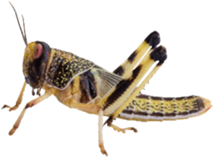 Insekter Png (480x480), Png Download