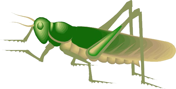 Grasshopper Gif Clipart With Transparent Background (600x304), Png Download