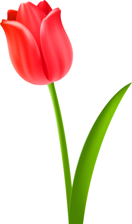 Tulip Cut Flowers Drawing Plant Stem - Drawing Tulip (443x750), Png Download