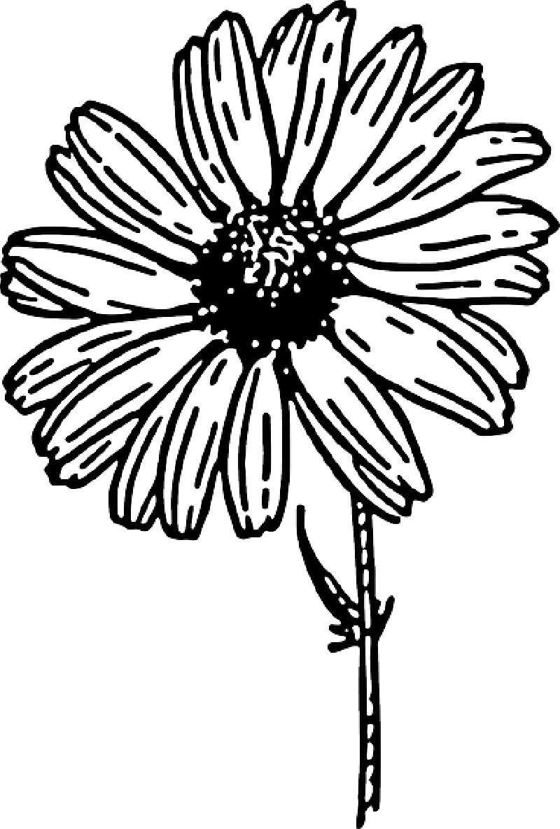 Black, Outline, Drawing, Sketch, Flower, White, Cartoon - Daisy Clipart Black And White (432x640), Png Download