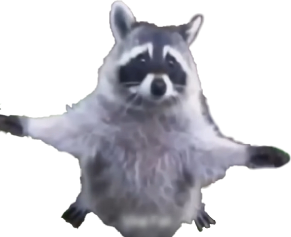 Raccoon (590x480), Png Download