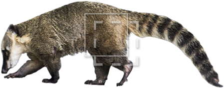 Parent Category - Zoo (450x450), Png Download