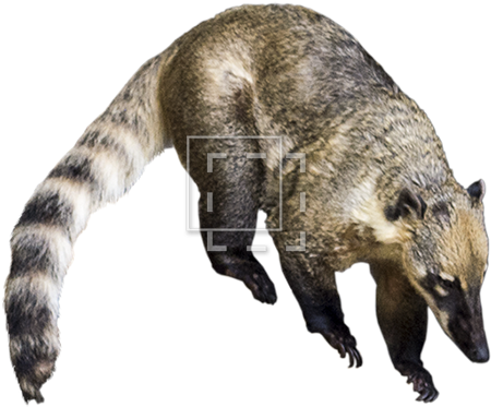 Parent Category - Racoon Type Animal (450x450), Png Download