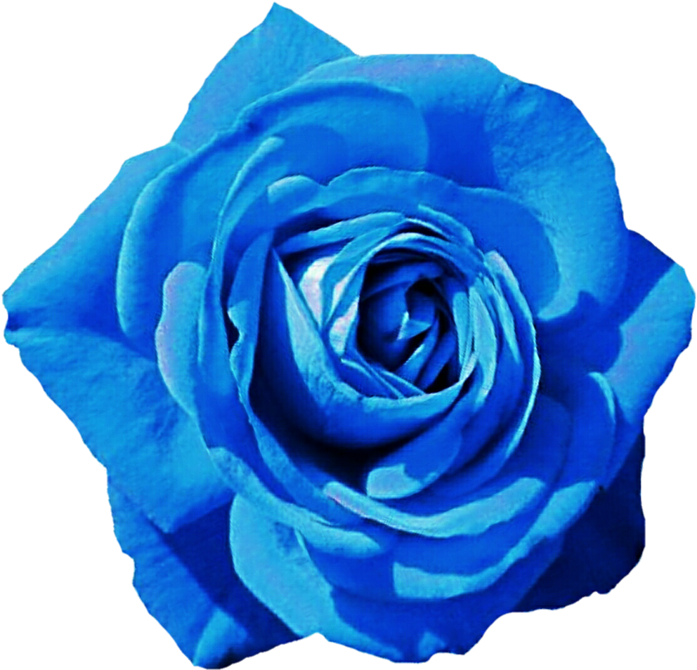Blue Flower Clipart Skyblue - Blue Rose (1024x961), Png Download