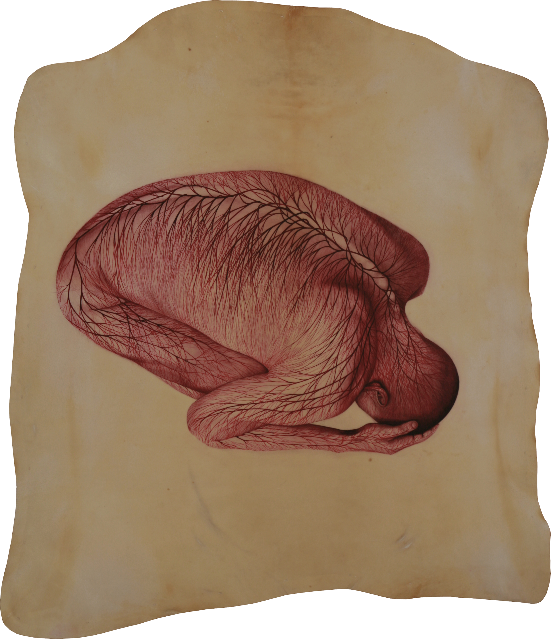 Watercolor On Parchment 110 X 130 Cm - Sketch (1920x2227), Png Download