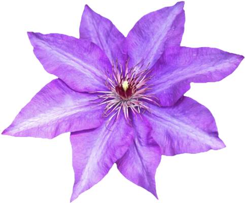 Purple Flower Transparent Background (500x437), Png Download
