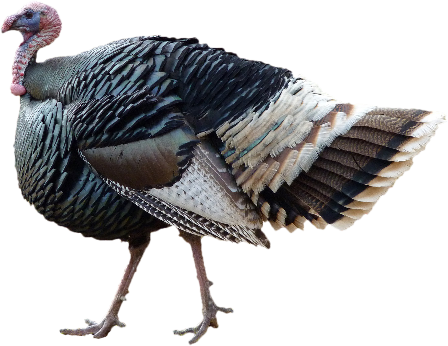 Turkey Png (1457x1126), Png Download