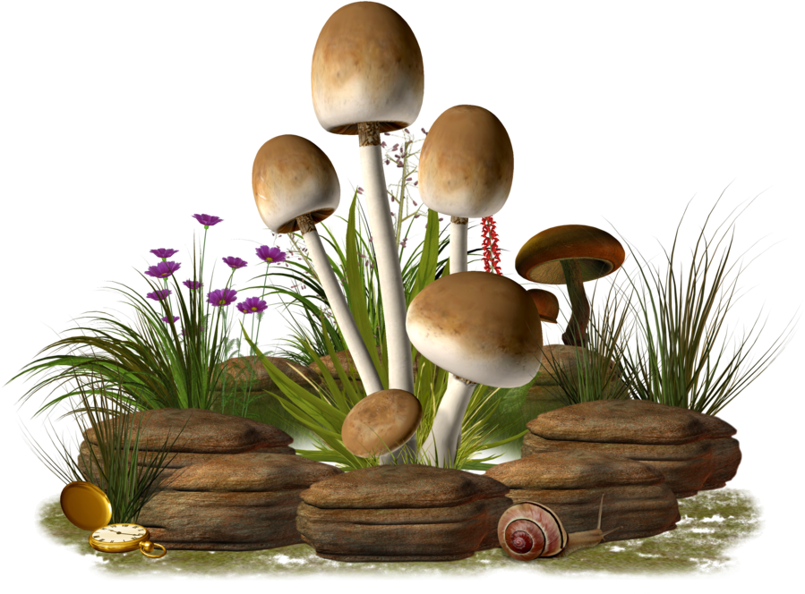 Mushroom Png Transparent Image - Mushroom Png (1024x812), Png Download