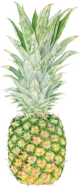 Fruits,tubes - Pineapple A Day Quotes (362x800), Png Download