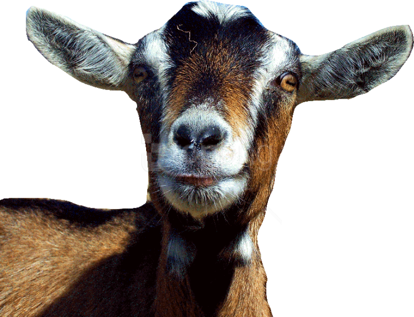 Choosing A Goat Clip Art Black And White Stock - Imran Khan Funny Clip (782x599), Png Download