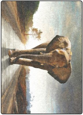 The Elephant Blanket 58"x80" - Cafepress The Elephant 5'x7'area Rug (500x500), Png Download