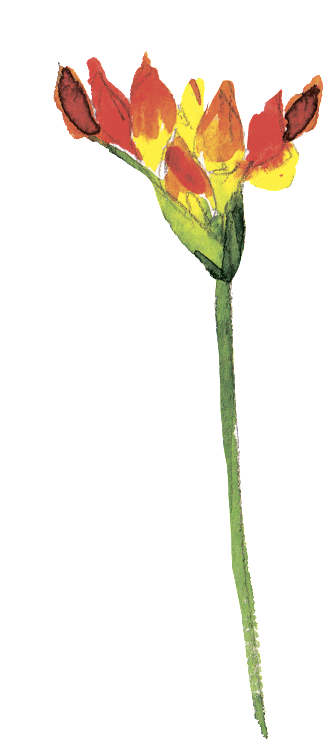 Rojo Fuego Flower Leaf Cartoon Png Transparente - Flower (1024x1235), Png Download