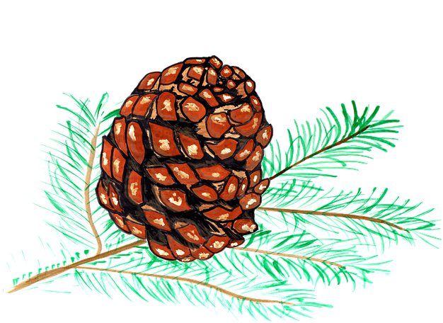 Pine Cones, Pine, Watercolor - Piñas De Pino Dibujo (638x480), Png Download