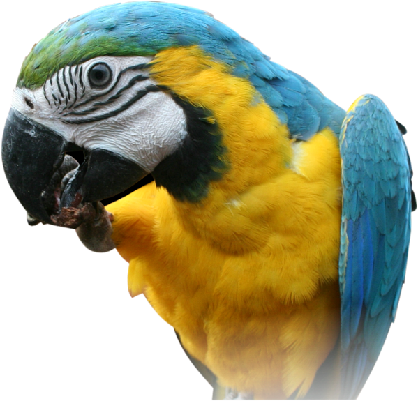 Blue And Yellow Macaw Head Png (599x575), Png Download