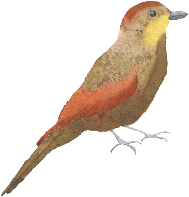 Brown Red Bird Watercolor Transparent Decorative Pattern - Watercolor Painting (650x688), Png Download