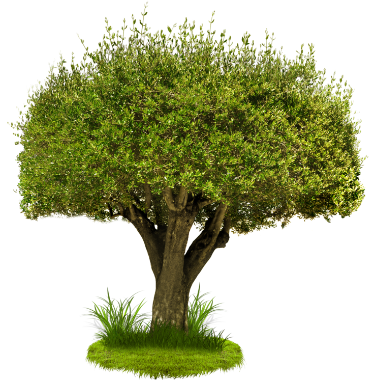 Watercolor Pine Tree Png Png Transparent Library - Tree Png (1024x746), Png Download