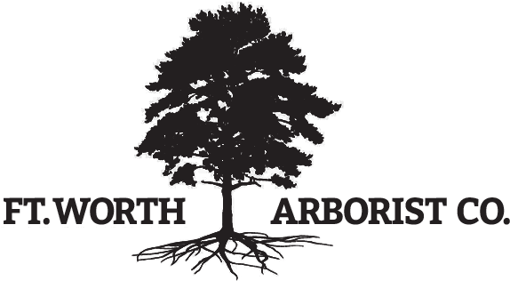 Fort Worth's Premier Tree Health Care And Arboriculture - Tree (577x335), Png Download