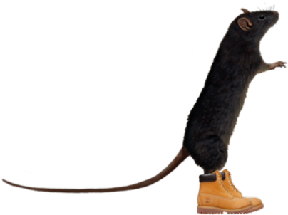 Lol My Edits Funny Lmao Lmfao Nyc Jokes New York Reblog (500x360), Png Download