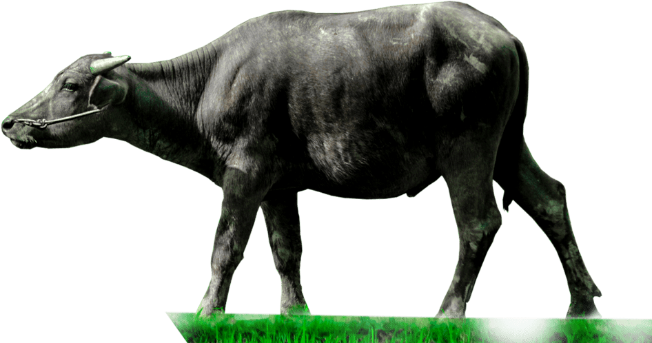 Download Hd Animals Clipart Png Cartoon Animals Png Cute Animal Water Buffalo Transparent Transparent Png Image Nicepng Com