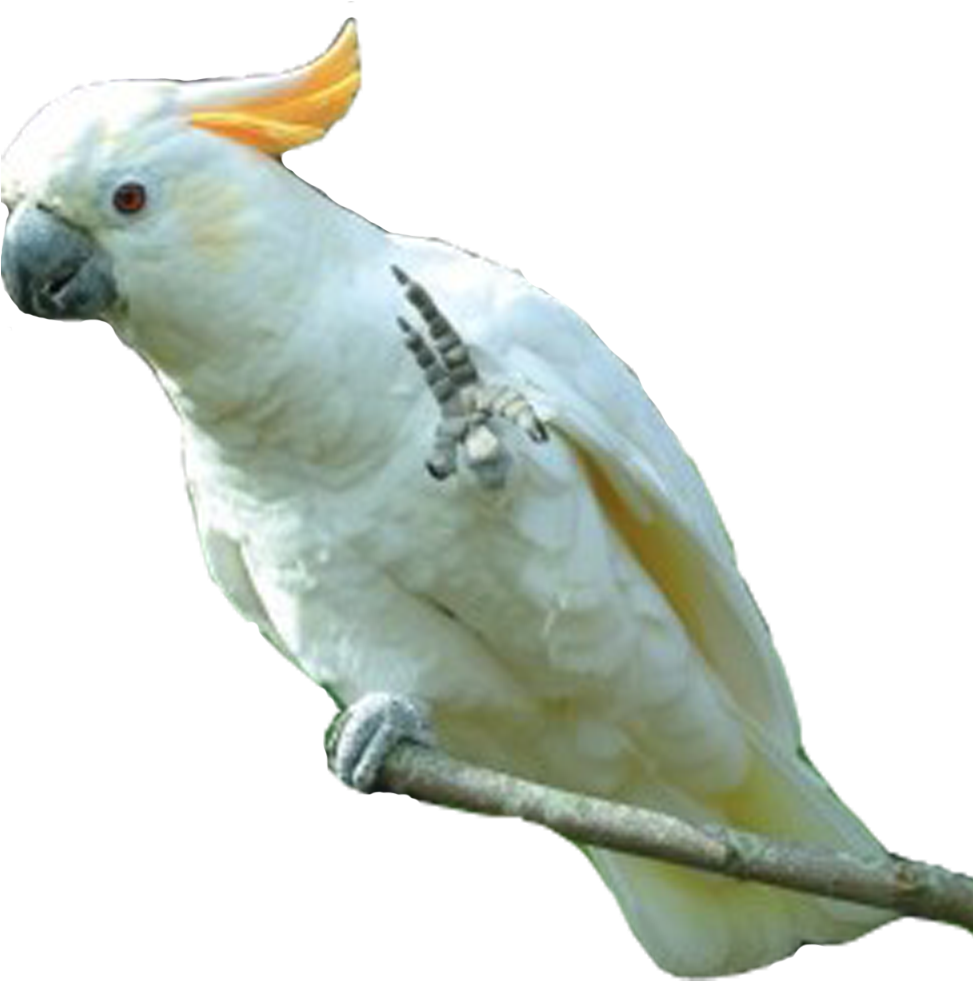 Download All Parrots Png Images And Transparent's To - Parakeet (1000x1000), Png Download