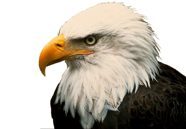 American Eagle Png Download - Bald Eagle On Drugs (640x442), Png Download