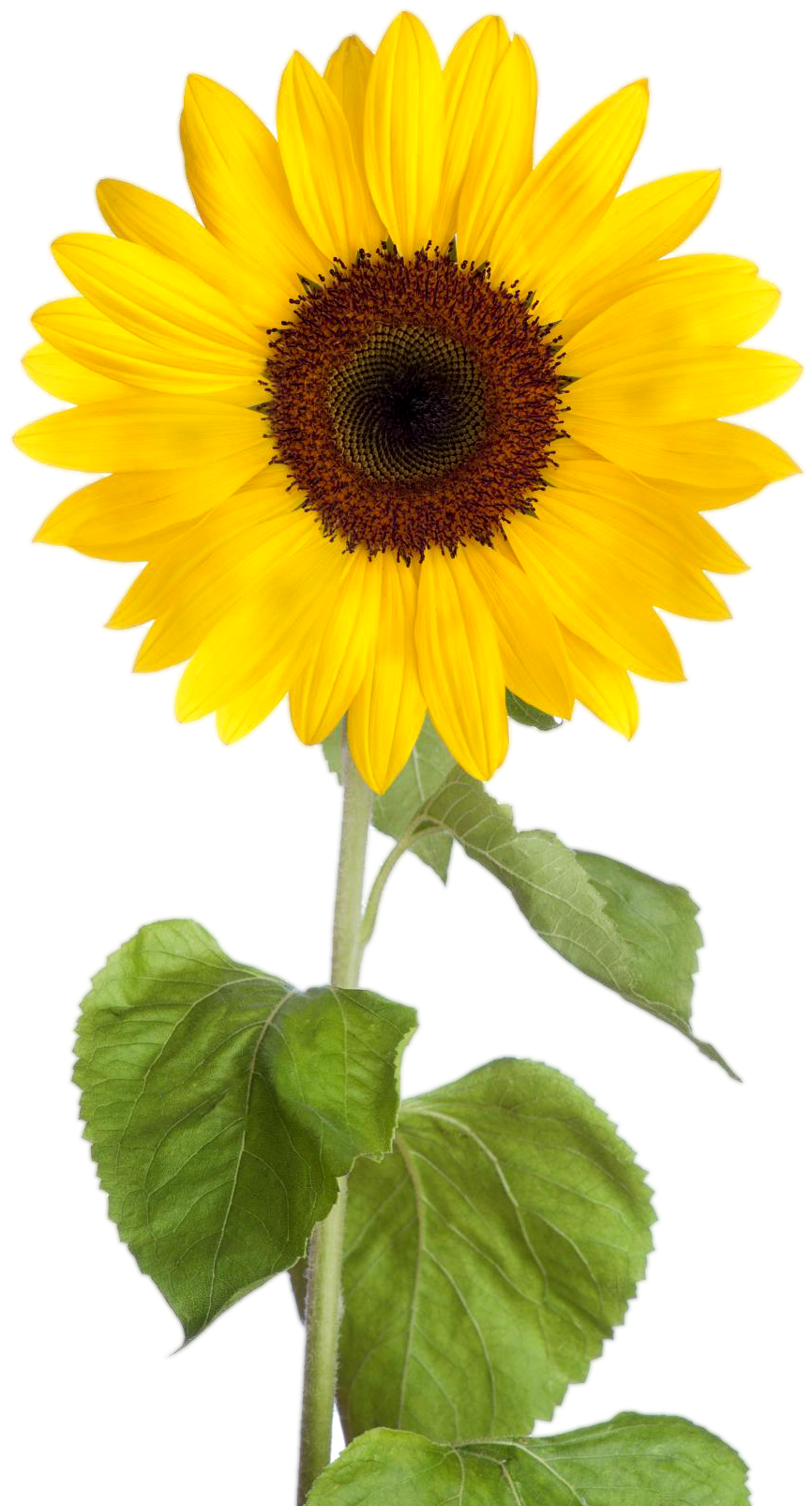 Download HD Sunflower Clipart Transparent Background Sunflower Download HD Sunflower Clipart Transparent Background Sunflower