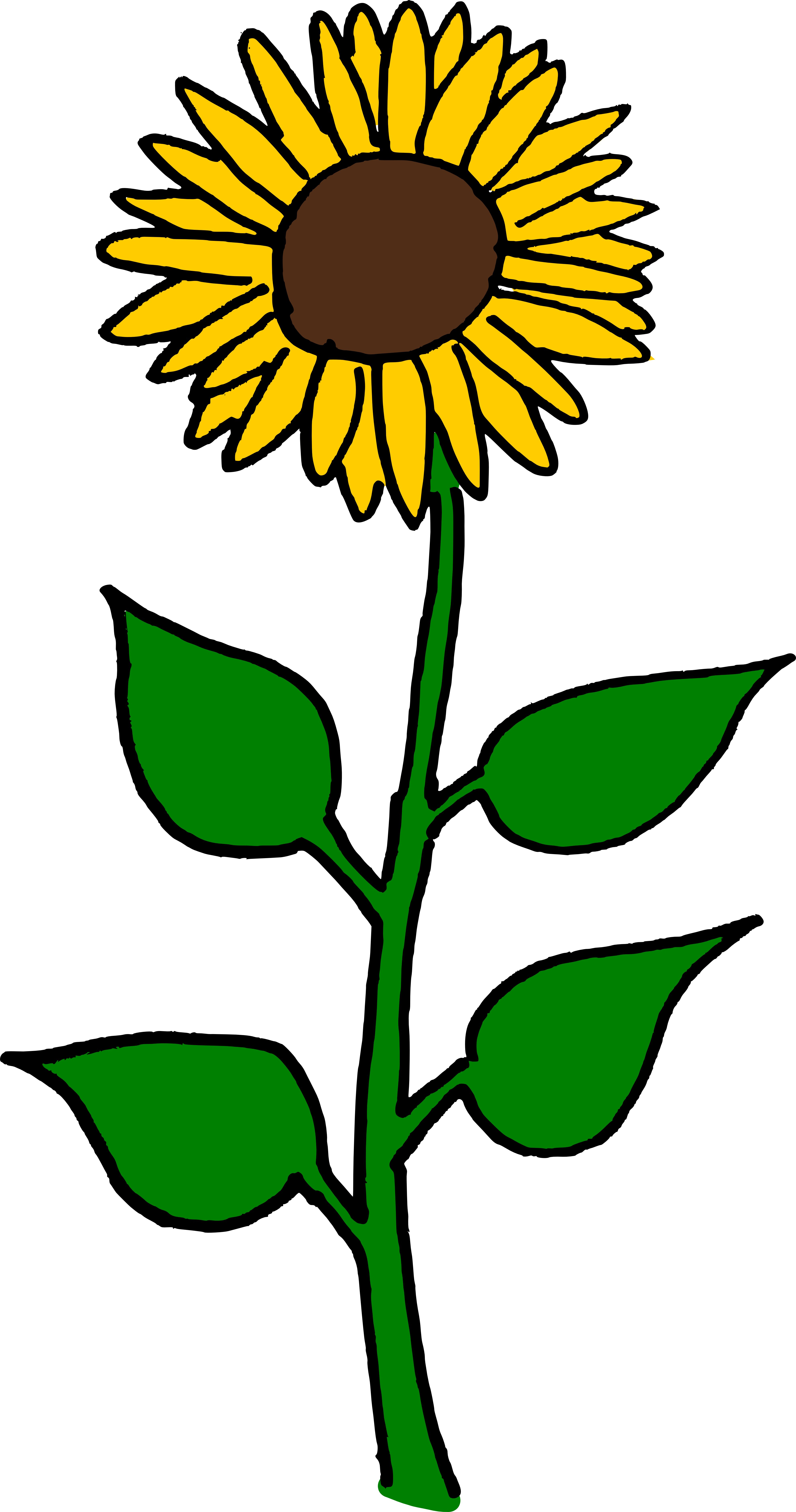 Common Sunflower Sunflower Seed Helianthus Giganteus - Sun Flower Clip Art (3961x7520), Png Download