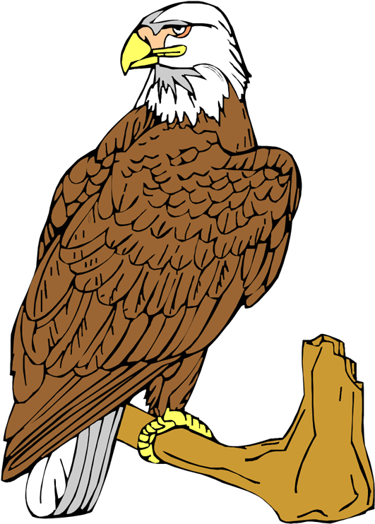 Bald Eagle Clipart - Bald Eagle (531x750), Png Download