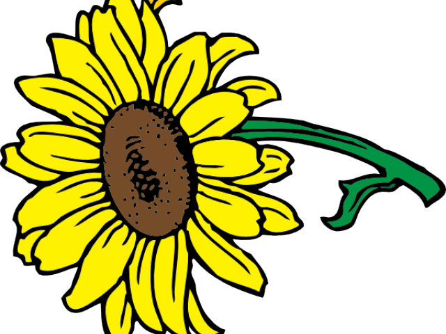 Helle Sonnenblume Mit Blätter Kissen (640x480), Png Download
