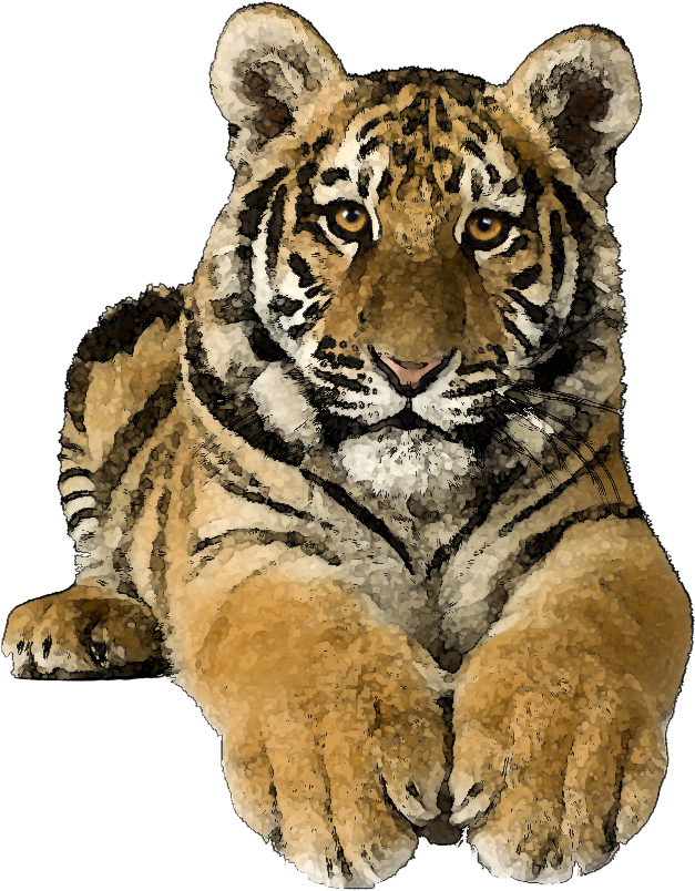 Tiger Clipart - Tiger Pics Art Png (725x870), Png Download