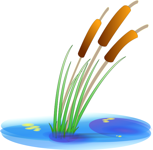 Water, Plants, Reed, Cartoon, Duck, Free, Plant, Pond - Cattail Clipart (640x611), Png Download