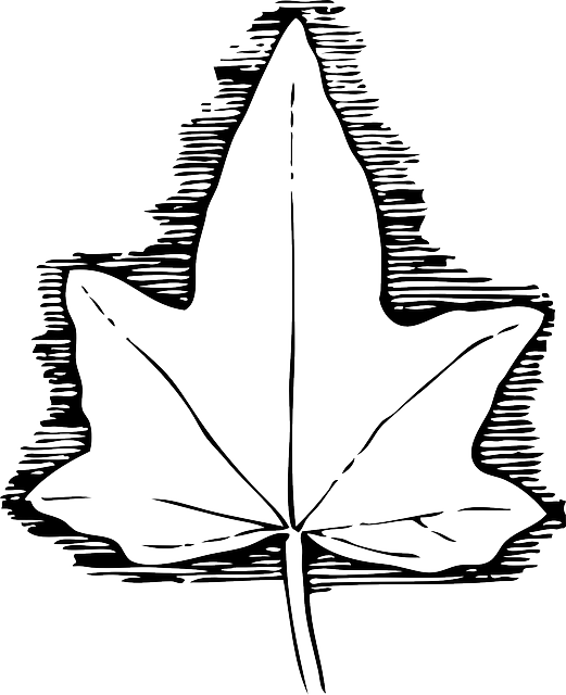 Outline, Leaf, Cartoon, Template, Poison, Medicine - Ivy Leaf Template (521x640), Png Download
