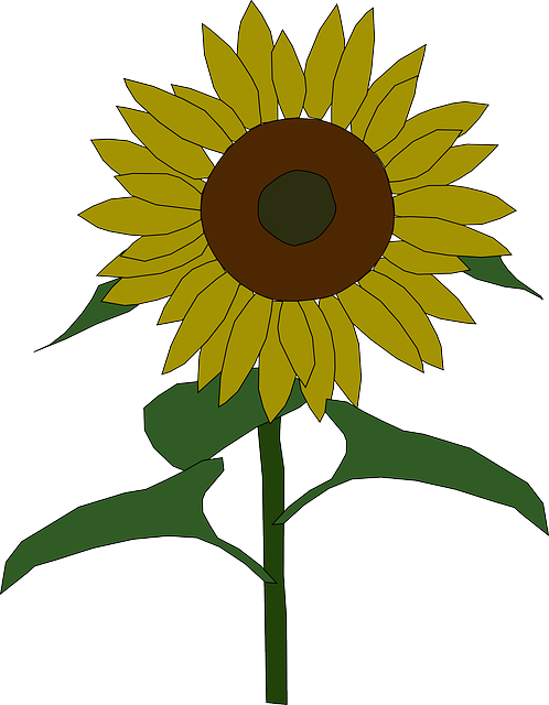 Outline, Yellow, Drawing, Plants, Sun, Flower, Flowers - Clip Art Sunflower (498x640), Png Download