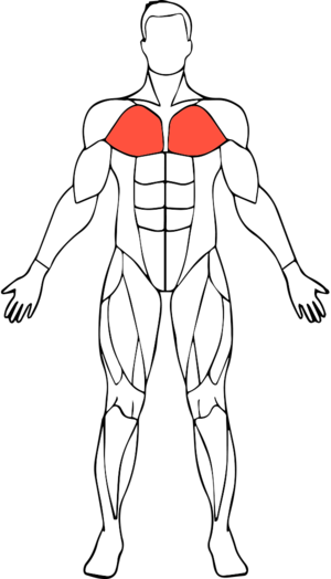 Biceps Drawing Male Arm Muscle - Muscle (300x524), Png Download