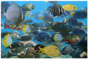 Tellinidae (400x400), Png Download