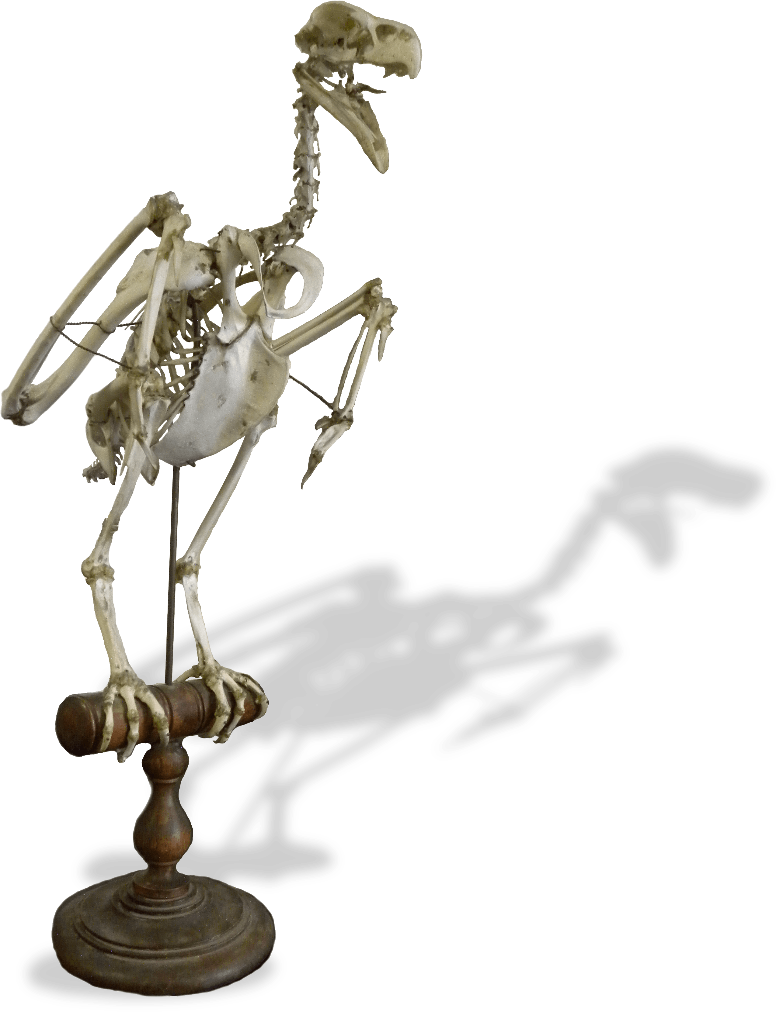 Bald Eagle (3000x4000), Png Download