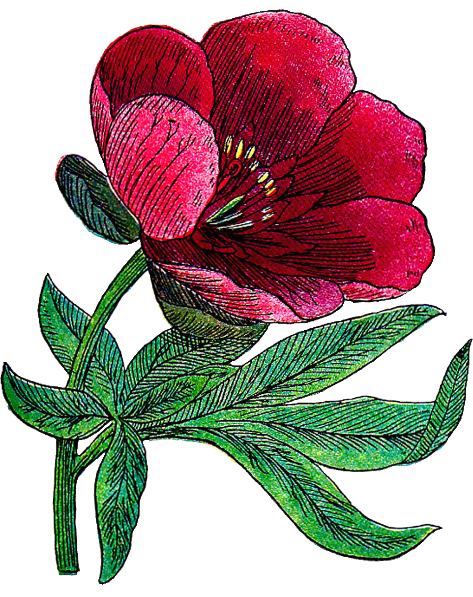Peony Drawing Illustrated - Flower Vintage Artclip (1338x1520), Png Download