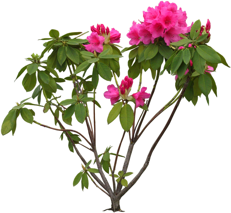 Bougainvillea Drawing Stem - Flowers Images Hd Psd (1600x970), Png Download