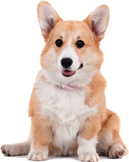Cute Corgi Puppy - Pembroke Welsh Corgi Shiba Inu Mix (499x631), Png Download